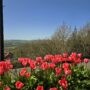 Bettws Tulip Display